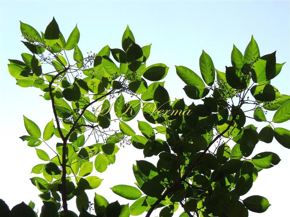 Shoot bearing leaves and inflorescences